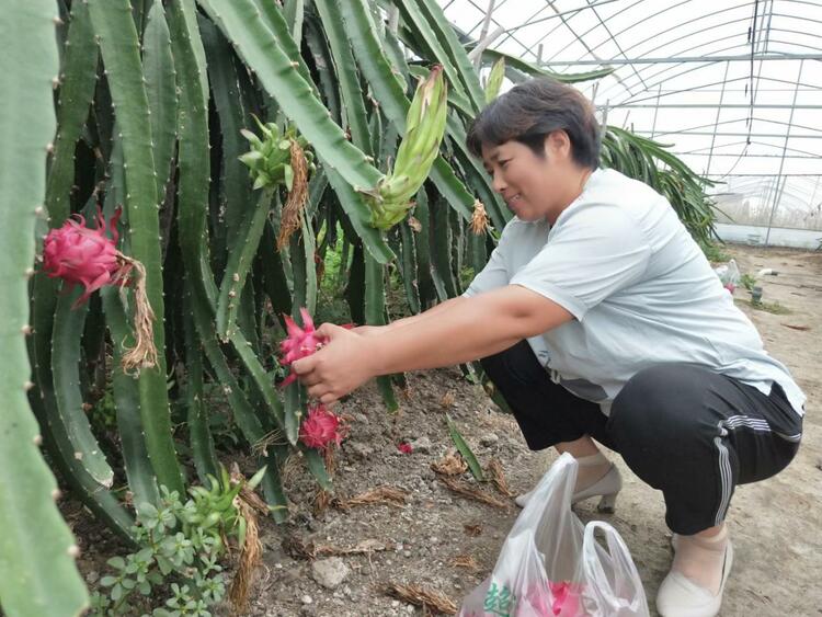 （B 财经列表 三吴大地泰州 移动版）泰州姜堰张甸镇： 为“张甸名优农产”广开销路