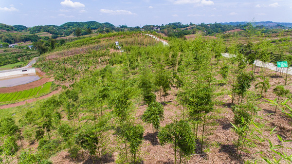 图片默认标题_fororder_宋家镇胡坝竹产业基地
