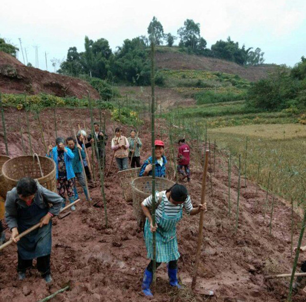 图片默认标题_fororder_翠屏区各乡镇启动春季造竹行动