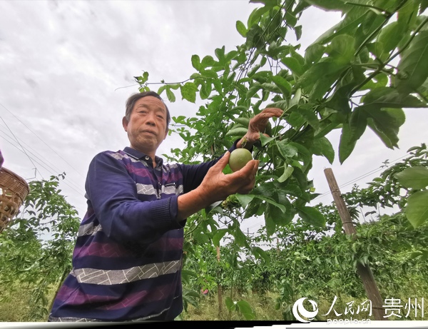 贵州松桃：产业发展 农民增收