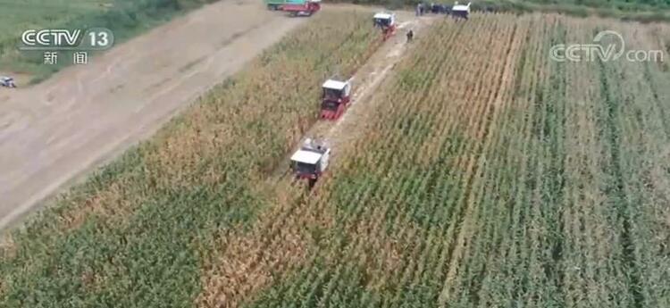 今年我国粮食再获丰收 保障粮食安全各地抗灾夺丰收