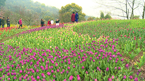 【CRI专稿 列表】重庆春季花卉展暨走马古镇观花旅游节3月19日开幕