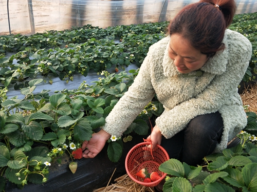 【河南供稿】平顶山市鲁山县瀼河乡：大棚草莓红了 贫困群众笑了