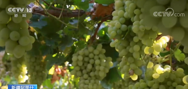 新疆の「木納格ブドウ」が実る_fororder_ネット1－1　0924