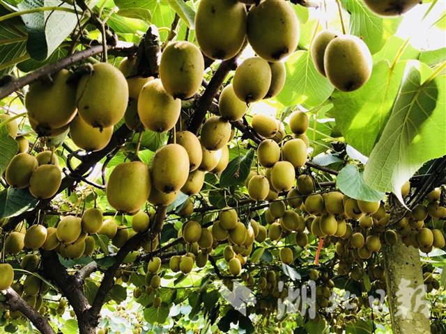 武汉新洲：顾客直奔种植基地 买光20万公斤猕猴桃