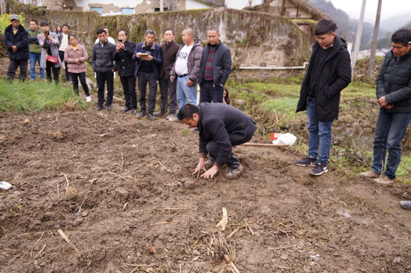 图片默认标题_fororder_蚕茧站技术人员示范栽种