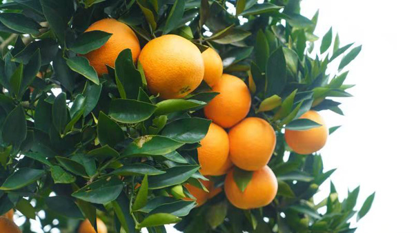 图片默认标题_fororder_脐橙大丰收（摄影：沈仁平）