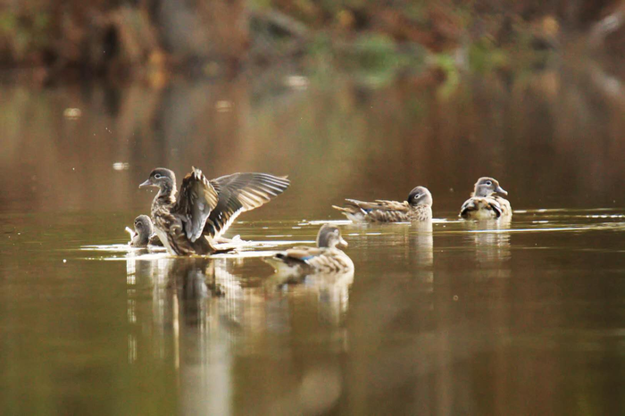 왕청 가야하국가습지공원서 원앙새 무리 포착 왕청 가야하국가습지공원서 원앙새 무리 포착_fororder_s