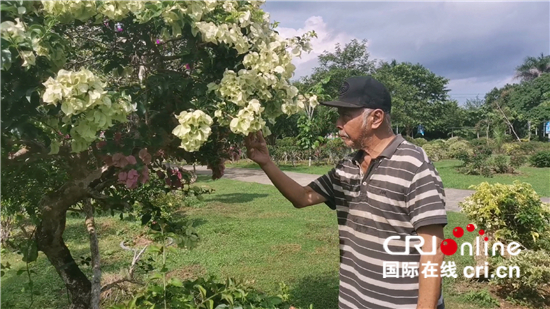 在林间查看林木的郑文泰(摄影:谢晓裕)