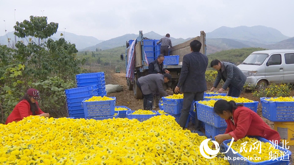 湖北通山：菊花丰收采摘忙 脱贫致富奔小康