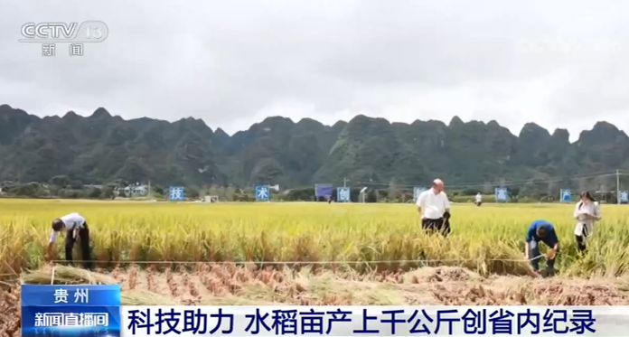 科技(keji)助力 | 贵州：水稻亩产上千公斤创省内纪录