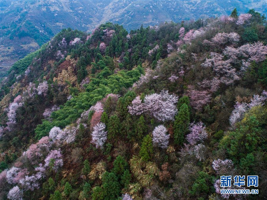 浙江建德：万亩樱花盛开