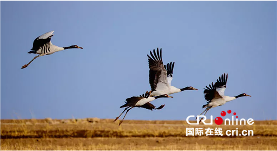 中国采取有力举措保护生物多样性 获多方认可_fororder_5