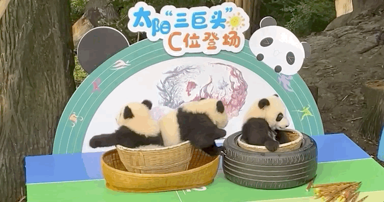 “迎大运 庆新生” 2020级成都新生大熊猫国庆前亮相 “迎大运 庆新生” 2020级成都新生大熊猫国庆前亮相