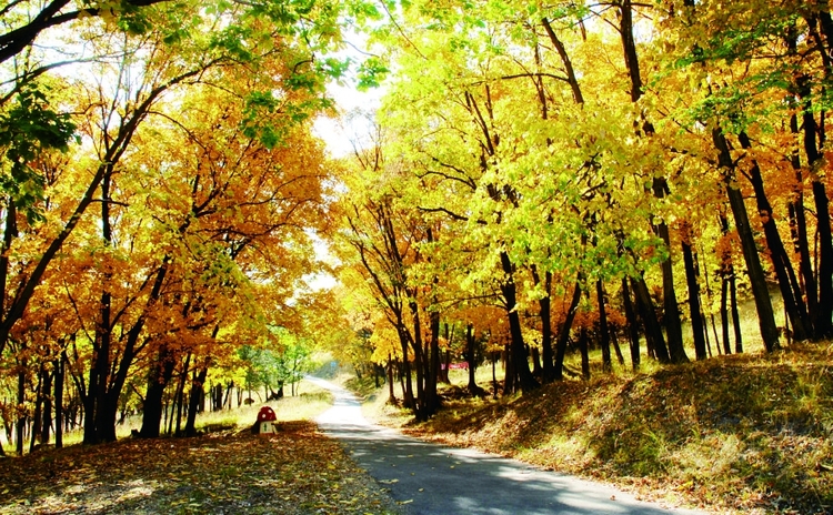 “十一”最特别的赏秋方式： 到神鹿山随梅花鹿的脚步乐赏五花山色