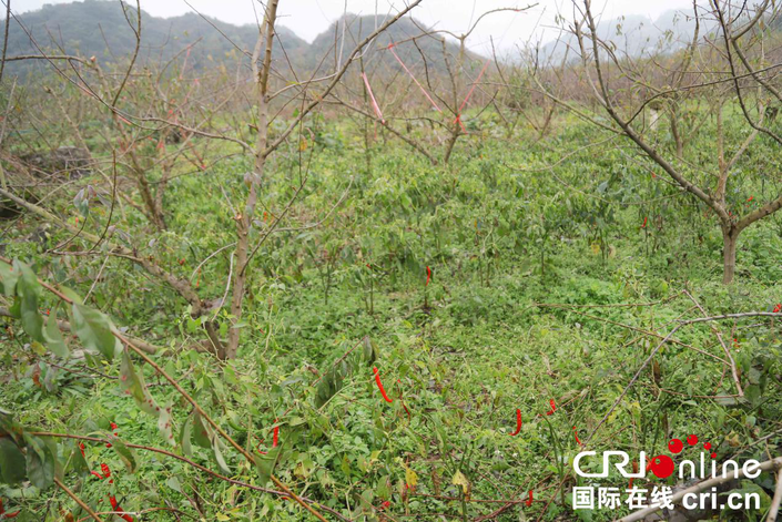 贵州黔西：治荒致富的绿色生态经济林