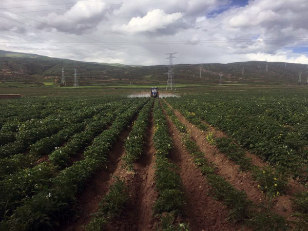图片默认标题_fororder_马铃薯基地