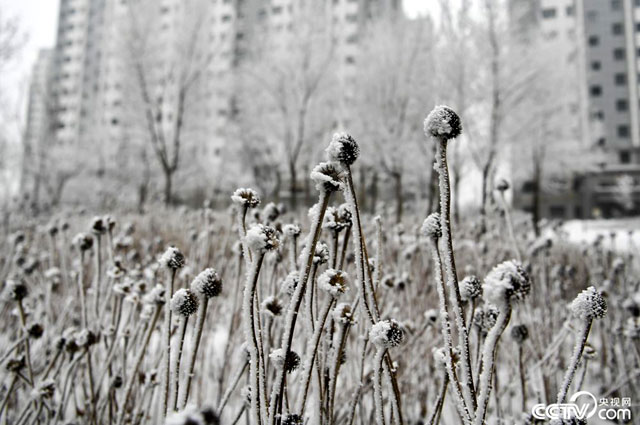 图片默认标题_fororder_5