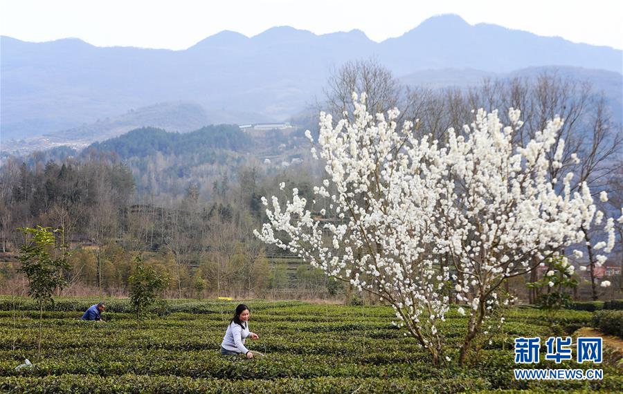 陕西汉中：茶园春色