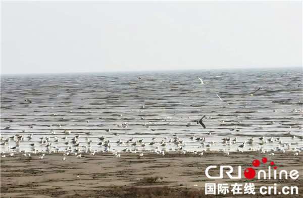 鸟浪奇观成“生态名片” 营口为候鸟打造宜居乐园