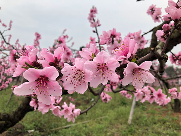 图片默认标题_fororder_2