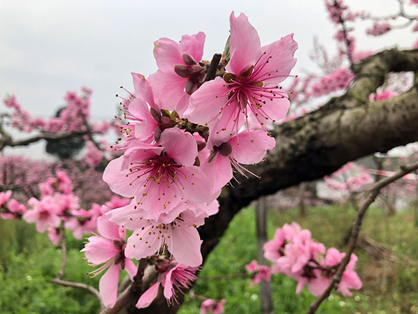 图片默认标题_fororder_3