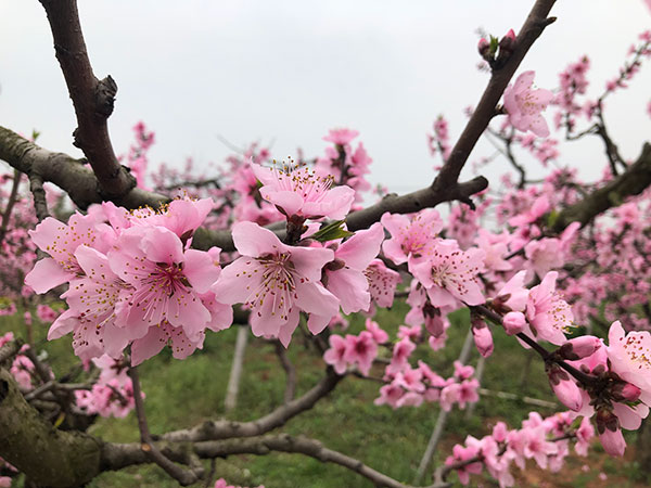 图片默认标题_fororder_4