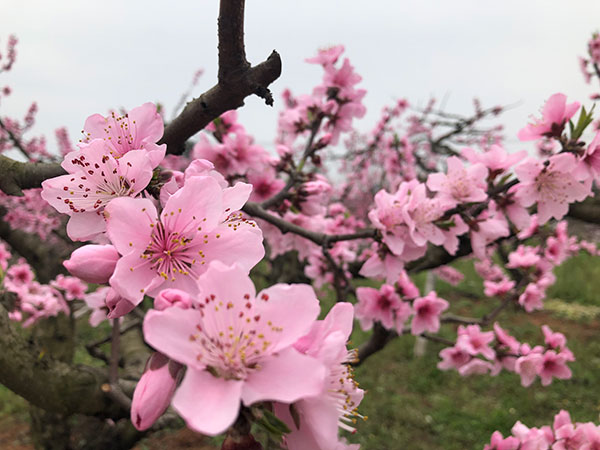 图片默认标题_fororder_7