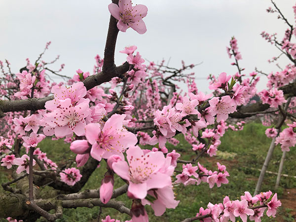 图片默认标题_fororder_5