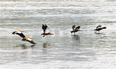 图片默认标题_fororder_01