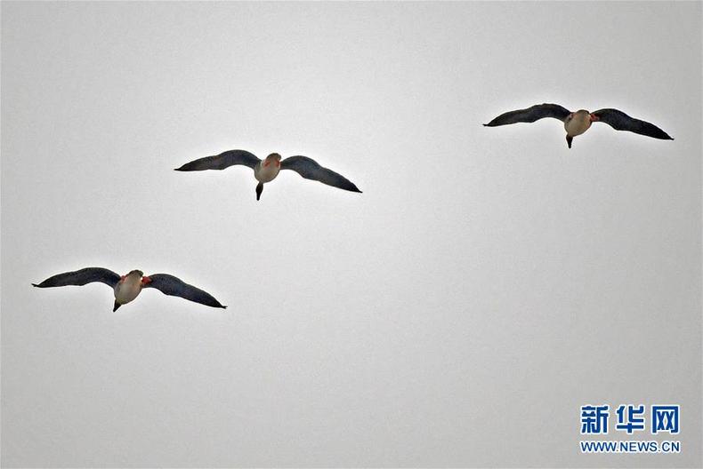 辽宁康平：卧龙湖湿地迎来大批候鸟