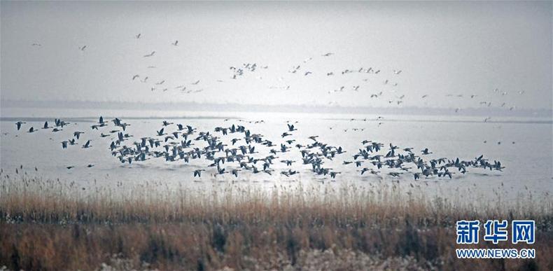 辽宁康平：卧龙湖湿地迎来大批候鸟