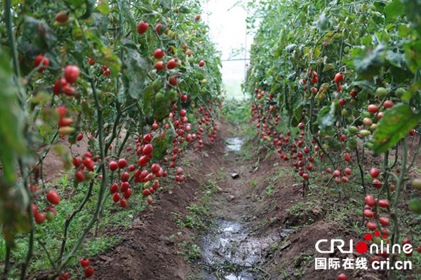 图片默认标题_fororder_4