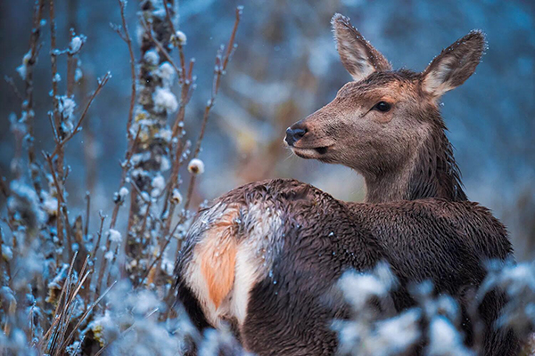 图片默认标题_fororder_2