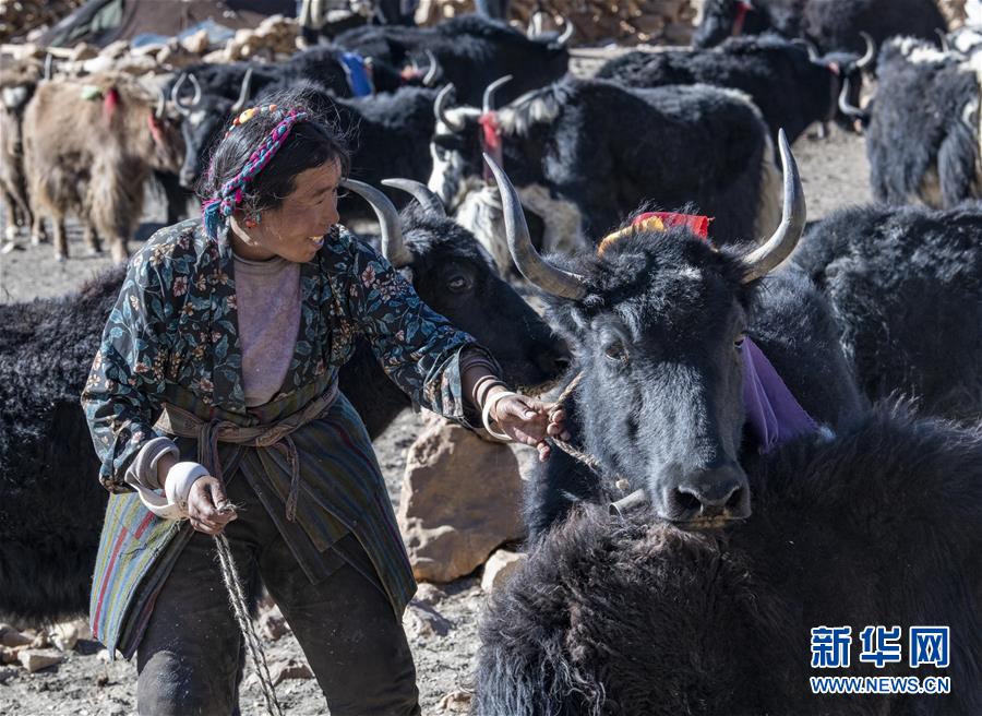 「新华网」珠峰脚下的冬季牧场