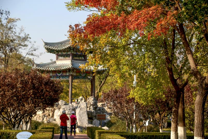 秋色撩人！北京“官宣”19处彩叶观赏区，不必扎堆儿去香山