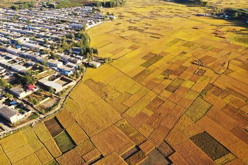 河北滦州：水稻丰收 遍地金黄