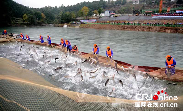 图片默认标题_fororder_“两湖”生态鱼捕劳现场（摄影--徐琴）