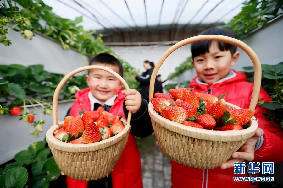 山东即墨：“立体草莓”寒冬上市