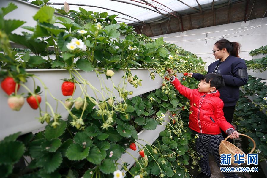 山东即墨:“立体草莓”寒冬上市 山东即墨:“立体草莓”寒冬上市