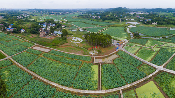 图片默认标题_fororder_中江大力发展连片产业，带动贫困群众增收致富。图为荷韵南山千亩藕莲基地。_副本