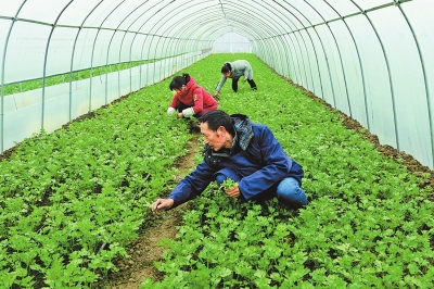 【河南好项目-图片】蔬菜种植助脱贫