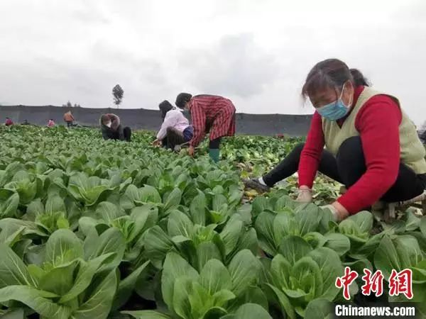 中新网@仗义！听说武汉缺蔬菜，农民大哥当即捐赠10万斤
