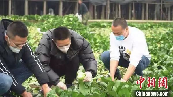 中新网@仗义！听说武汉缺蔬菜，农民大哥当即捐赠10万斤