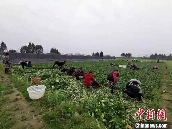 中新网@仗义！听说武汉缺蔬菜，农民大哥当即捐赠10万斤
