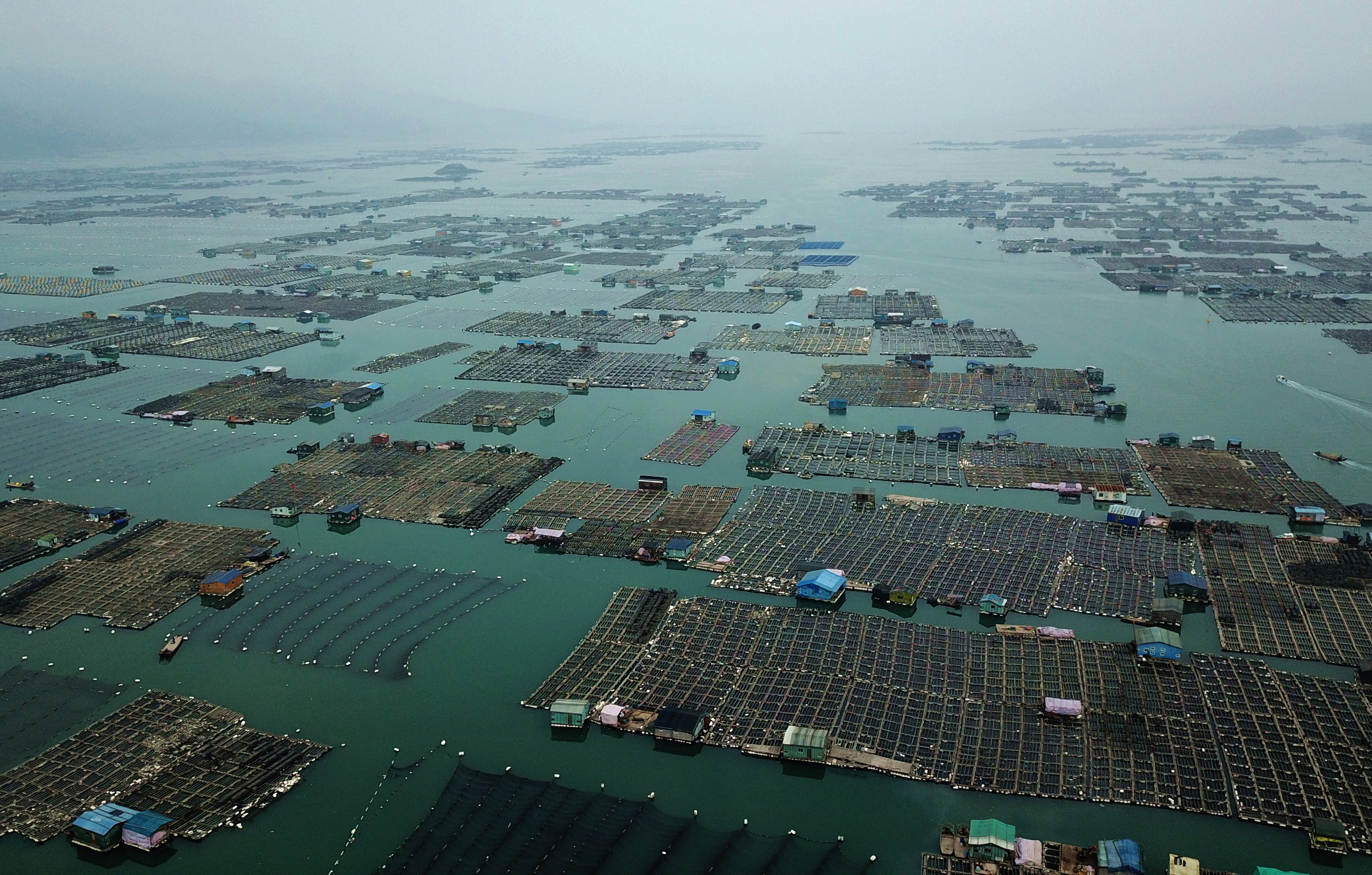 新闻>正文 近日,福建宁德霞浦县海域进入海参采收期,当地养殖户