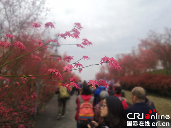【CRI专稿 列表】重庆巴南南湖多彩植物园开园 2万余株红枫迎最佳观赏季