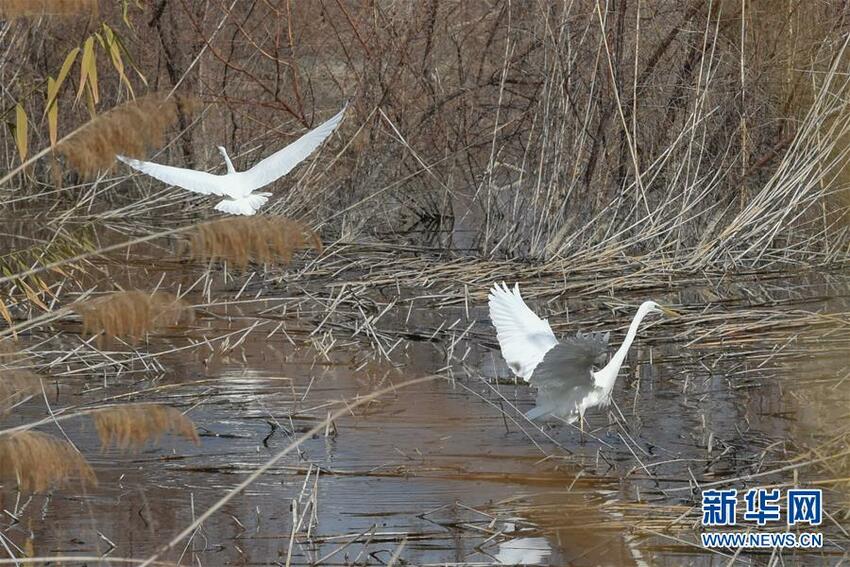 Tarian Bangau Mahkota Merah, Surga Burung Tarian Bangau Mahkota Merah, Surga Burung_fororder_he9