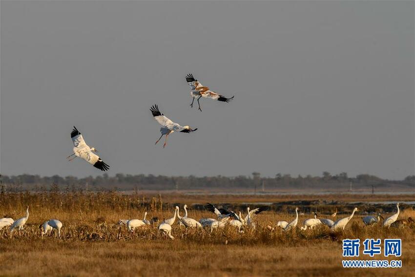 Tarian Bangau Mahkota Merah, Surga Burung Tarian Bangau Mahkota Merah, Surga Burung_fororder_he3