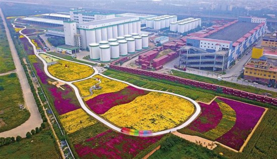 金秋正是赏菊时